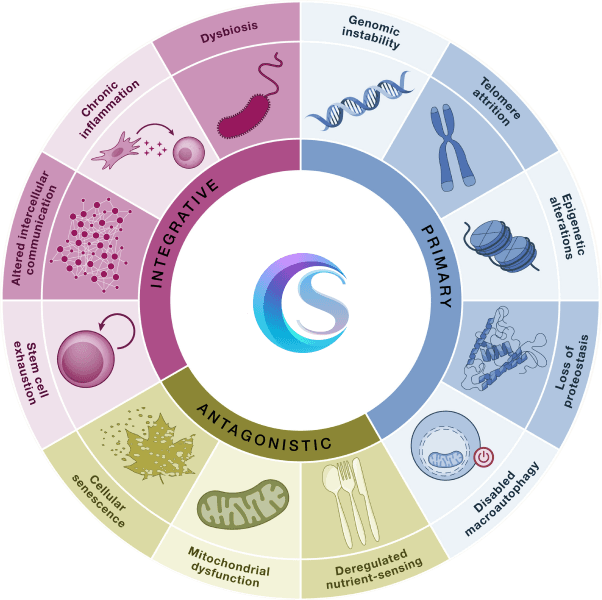 Hallmarks of aging circular diagram showing integrative, primary, and antagonistic mechanisms